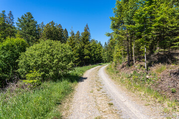 Fototapeta na wymiar Forest path with trees along the path and blue sky in Sauerland, Germany