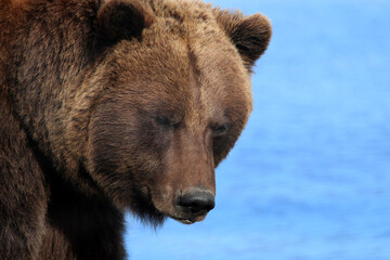 Fototapeta na wymiar Brown Bear at Alaska Wildlife Conservation Center