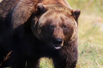 Obraz na płótnie Canvas Brown Bear at Alaska Wildlife Conservation Center