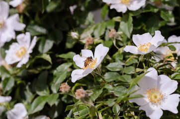 Dog-rose flowers and a bee