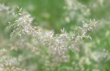 Grass field on blurred background in sun light