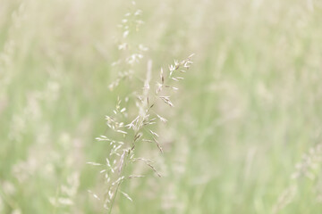 Grass field on blurred background in sun light