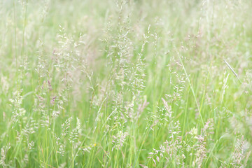 Grass field on blurred background in sun light