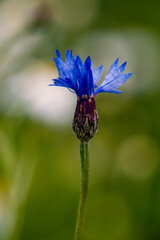 Close-up of bright blue cornflowers
