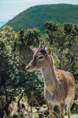 Cria de veado pousando para a fotografia.
