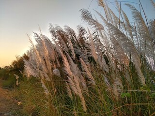 Obraz premium reeds at sunset
