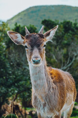 Veado fêmea vagueia na floresta