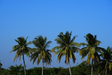 Fototapeta na wymiar Palm tree in the Lake, Coconut tree, Kutch, Gujarat, India