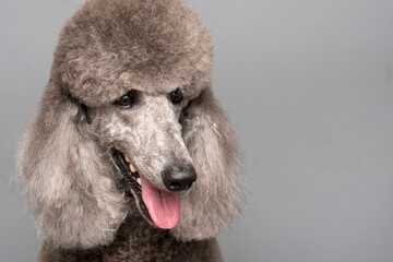 Royal Poodle Dog