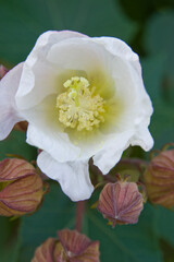 The name of these flowers is Hibiscus makinoi.
Scientific name is Hibiscus makinoi.