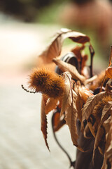 Amontoado de castanhas secas.