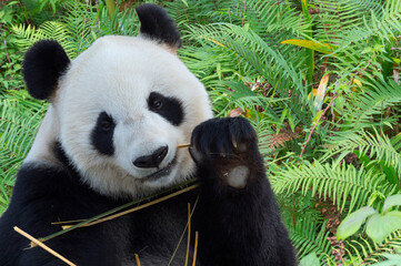 Adult giant Panda (Ailuropoda melanoleuca), Chengdu, Sichuan, China