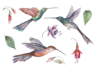 Fototapeta premium Set of three hummingbird birds in flight with spread wings, pink fuchsia flowers and buds with green leaves. Composition of individual elements on a white background for design. Watercolor.