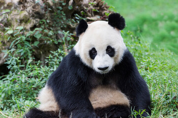 Obraz na płótnie Canvas Adult giant Panda (Ailuropoda melanoleuca), Chengdu, Sichuan, China