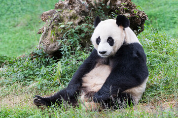 Obraz premium Adult giant Panda (Ailuropoda melanoleuca), Chengdu, Sichuan, China