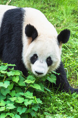 Fototapeta premium Adult giant Panda (Ailuropoda melanoleuca), Chengdu, Sichuan, China