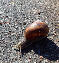 big snail on a walk