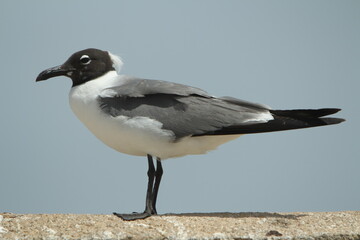 gaviota de perfil sobre fondo azul
