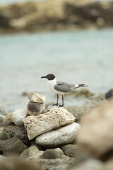 gaviota posada en piebra en palya cristalina