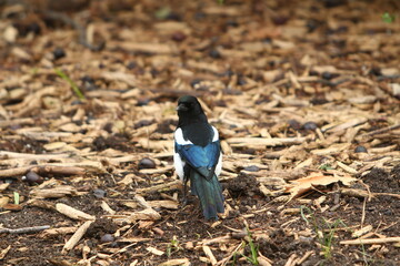 urraca en el parque mirando a cámara