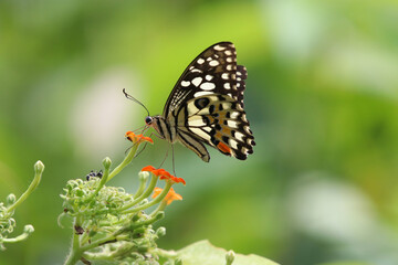 Obraz na płótnie Canvas Papilio colorful butterfly feeding nectar from tiny flowers in the garden background