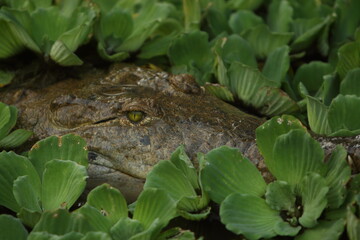 Obraz premium ojos de cocdrilo asomados entre las plantas