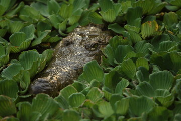 cocodrilo dentro del agua asomando la cabeza