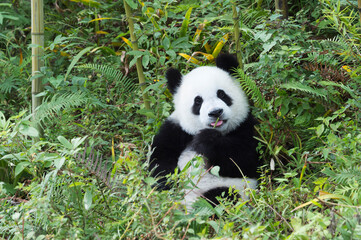 Young giant Panda (Ailuropoda melanoleuca), Chengdu, Sichuan, China