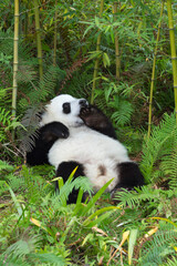 Obraz na płótnie Canvas Young giant Panda (Ailuropoda melanoleuca), Chengdu, Sichuan, China