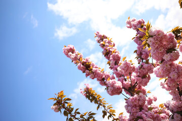 Closeup view of blossoming pink sakura tree outdoors