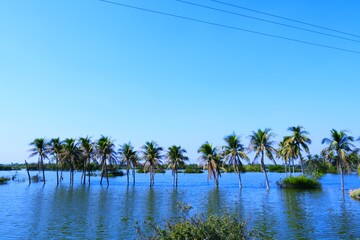 Obraz premium Palm tree in the Lake, Coconut tree, Kutch, Gujarat, India