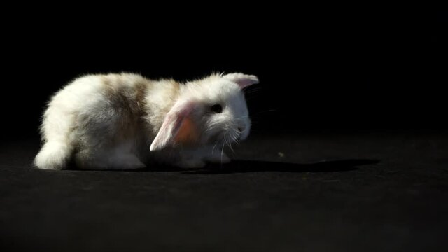 Little Bunny Walks on the Stage, close up shot at black background