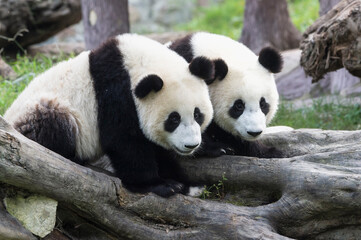 Two years aged young giant Pandas (Ailuropoda melanoleuca), Chengdu, Sichuan, China