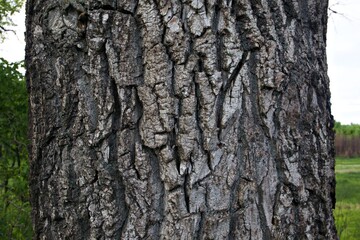 tree bark texture