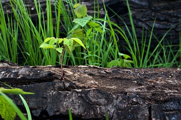 Small tree growing in burnt forest. Eco concept. 
Nature comes to life after a fire.
