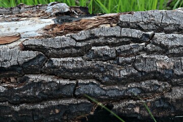 texture of the bark of a fallen tree