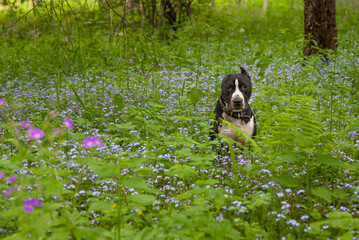 A cute and beautiful dog is sitting in a clearing in the tall grass