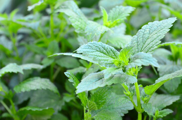 Melissa officinalis or Lemon balm fresh green leaves in the garden as a background. Spa,...