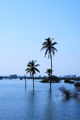 Naklejka na ściany i meble Palm tree in the Lake, Coconut tree, Kutch, Gujarat, India