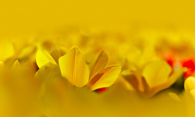 Fototapeta premium a blooming Tulip on the yellow blossom field