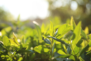 Closeup view of beautiful bush with green leaves outdoors on sunny spring day