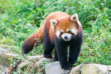 Obraz premium Red Panda (Ailurus fulgens), Sichuan Province, China