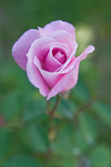 The name of this rose is 