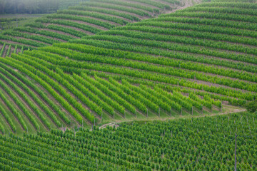 Vineyards Curves in Goriska Brda in Slovenia
