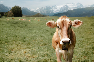Fototapeta na wymiar Portrait of a happy dairy cow on a hillside meadow on the Alps, looking at camera. Swiss mountain landscape.