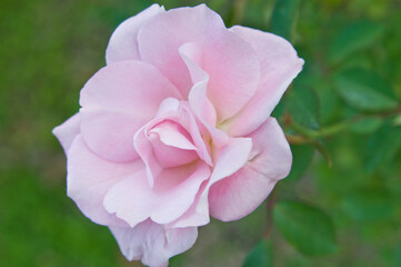 Obraz premium The name of this rose is 