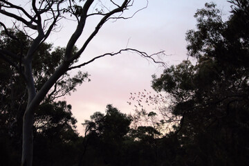 Silhouette of eucalypts against early evening sky with flock of Galahs in soft focus in background, South Australia