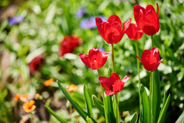 Red tulips on a background of green grass