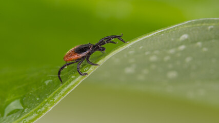 Wet deer tick lurking on green leaf with rain drops. Ixodes ricinus or scapularis. Motion of small parasite in dewy grass. Disease transmission as Lyme borreliosis or encephalitis. Health protection.