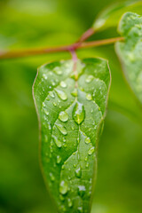 rain drops on the green leafs